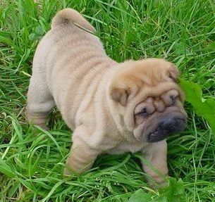 Estee Lauders Hondje